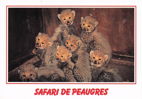 Peaugres safari - safari, de