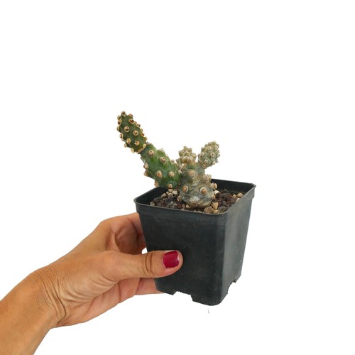 Tephrocactus molinensis - ,