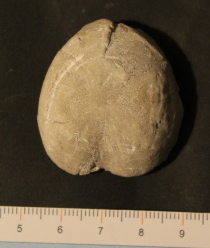 Oursin fossile albien - fossile,