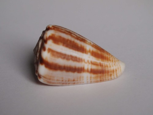 Conus gladiator - conus,
