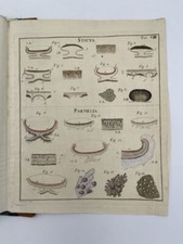 Lichenographia Universalis. In