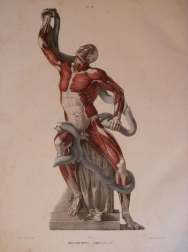 Fau anatomie corps - fau, art