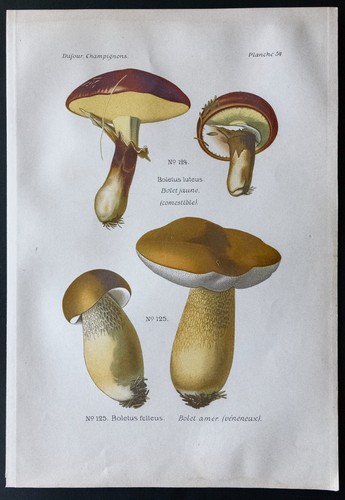1891 planche couleur - 1891,