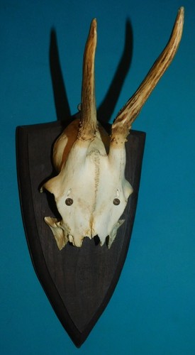 Ancien trophee chasse - ancien,