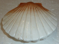 belle boite coquille