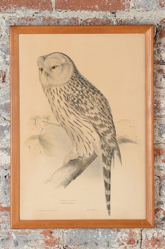 John gould ural chouette - gould, "