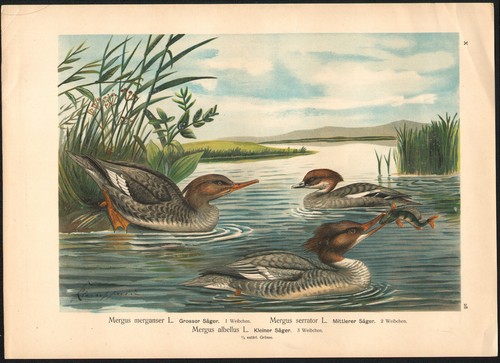 1896 grande lithographie - 1896,
