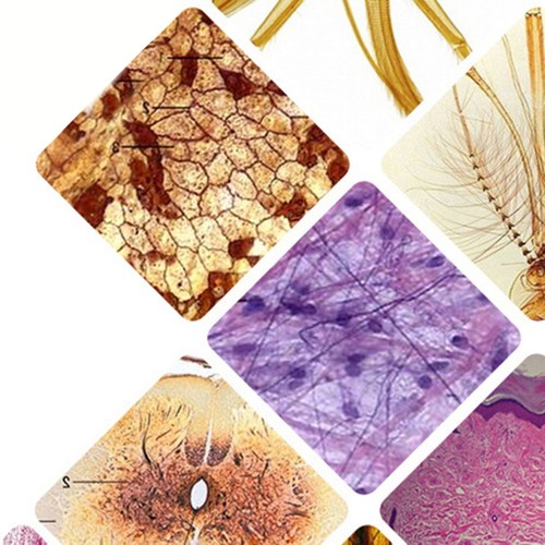 Accessoires microscope pour