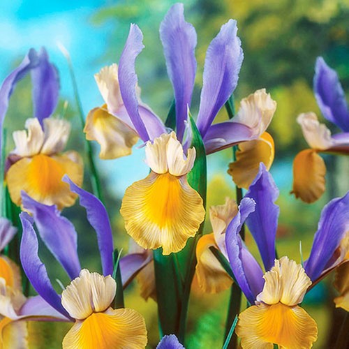 Iris bulbes fleurs - iris,
