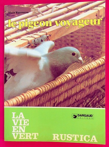 Pigeon voyageur - voyageur,