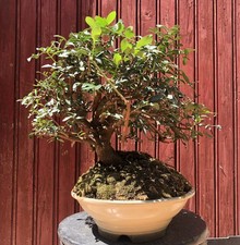 BONSAÏ MÉDITERRANÉEN