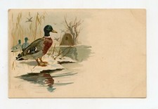 illustrateur O.V . Canard Colvert 
