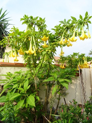 Boutures raçinées datura - boutures,