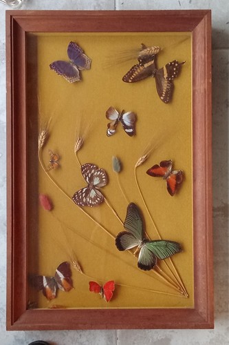 Ancien cadre papillons - ancien,