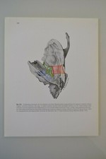 PLANCHE D'ANATOMIE HUMAINE