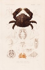 Dromia Vulgaris Crabes Gravure