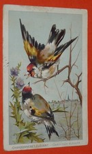 CHROMO 1898 BON-POINT GRANDE