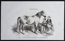 1882 étalon percheron et - 1882,