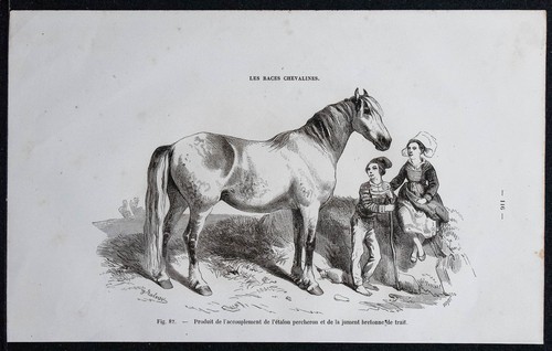 1882 étalon percheron - -,