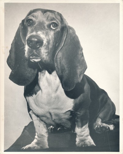 Basset hound 1950 - basset,