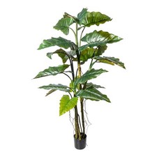 Colocasia 19 Feuilles, Environ 180cm Vert, Pu-Stamm Dans Pot en Plastique 16,