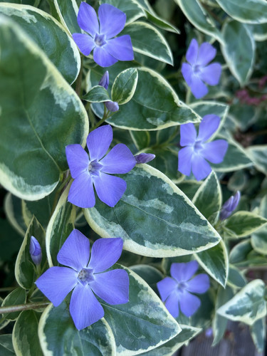Vinca major variegata x10
