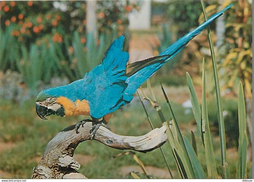 Carte postale animaux - postale,