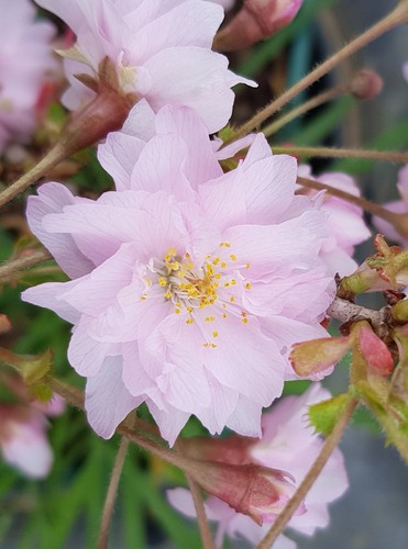 Prunus incisa oshidori - prunus,