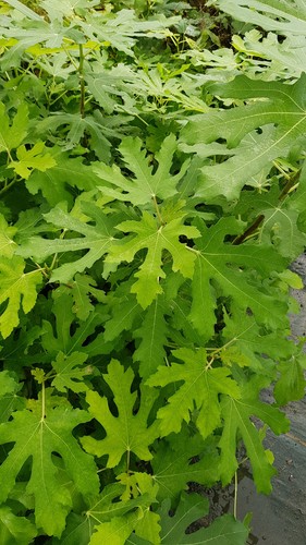 Ficus carica longue août - 'longue, d'août'