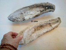 2 très grands fossiles d'huitres 21 millions d'années 31 cms poid 1,4 kg chaque