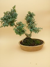 Bonsai,  40 ans, Buis Yamadori, style double tronc