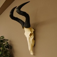 Hartebeest (Alcelaphus Caama)