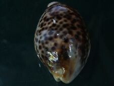 Cypraea Tigris 94,40 mm F+++