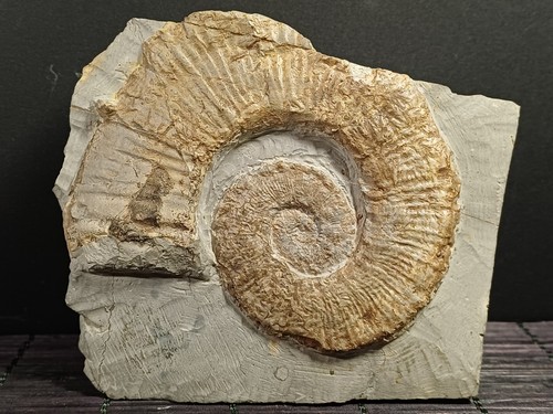 Ammonite crioceratites duvali - ammonite,