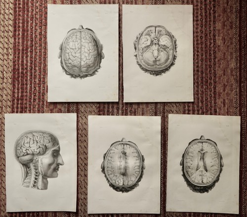 Anatomie medecine bourgery - anatomie,