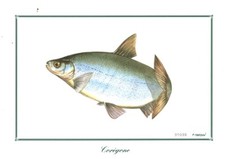 Gravure ancienne poisson Corégone C. Chambon 01030