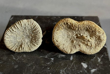 lot 2 coraux fossiles corail Pattalophyllia sinuosa Éocène Ilerdien France coral