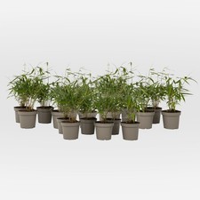 Bambou non-traçant - Set de