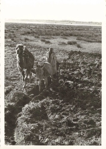 Ancienne photo 1960 - photo, +-