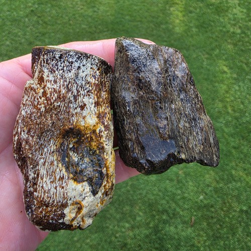 Partially digested mosasaur - 2,
