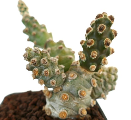 Tephrocactus molinensis - ,