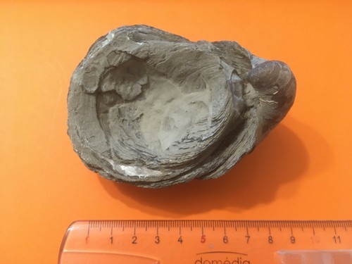 Fossile huître gryphéa - fossile.,