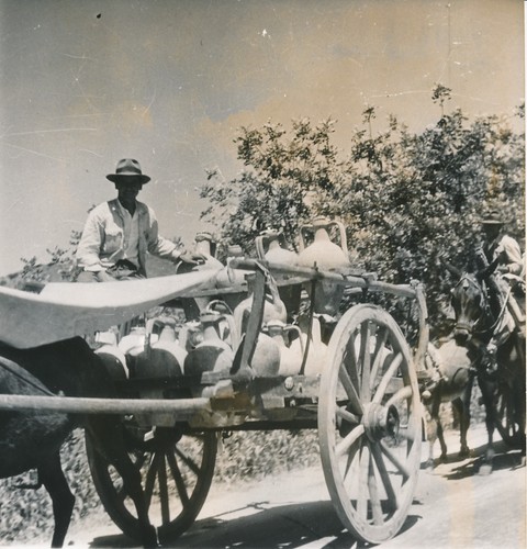 Faro 1950 attelage jarres - c.,
