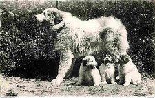 Carte Postale - Animaux -