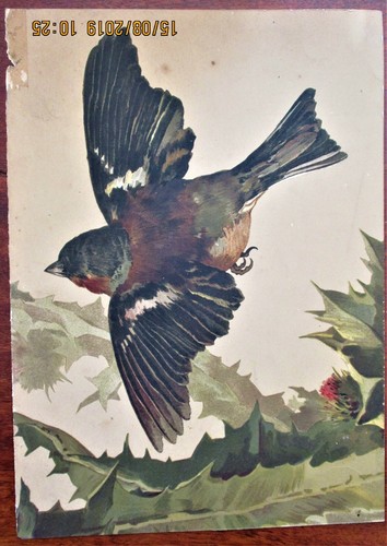 Gravure ancienne couleur