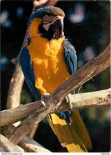 Animaux - Oiseaux - Perroquet Ara Ararauna - Parc Zoologique et Botanique de Mul