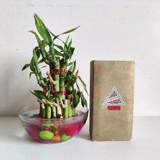 1940s Vintage Ambre Rose Odorol Parfum Bouteille Publicité Carton Boîte CB225