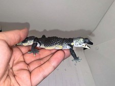 Realistic Leopard Gecko
