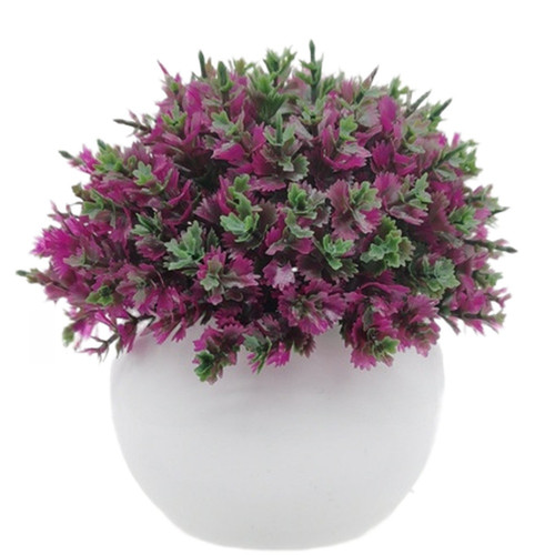 Petite plante bonsaï pin