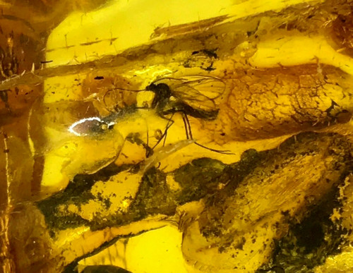 Pièce ambre avec - pièce, inclusion